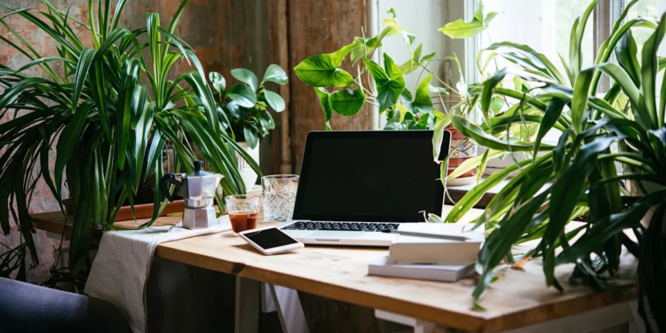 Why Your Office Plants Might Be the Secret Wellness Champions Nobody's Talking About
