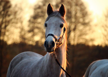 How Joint Supplements Support a Foundered Horse’s Comfort