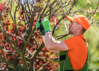 Trusted Tree Care Services to Enhance Growth and Protect Trees