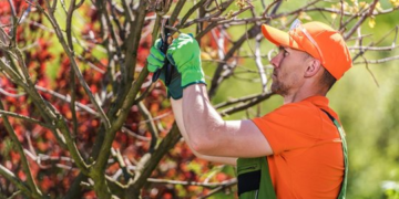 Trusted Tree Care Services to Enhance Growth and Protect Trees