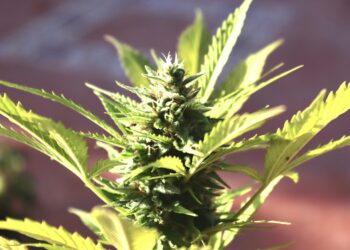 What Are Autoflower Seeds?