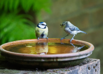 The Environmental Benefits of Birdbaths in Urban Gardens