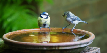 The Environmental Benefits of Birdbaths in Urban Gardens