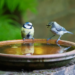 The Environmental Benefits of Birdbaths in Urban Gardens