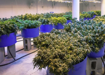 Why Cannabis Plants Stretch: Causes + Ways to Reduce It Indoors