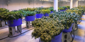 Why Cannabis Plants Stretch: Causes + Ways to Reduce It Indoors