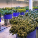 Why Cannabis Plants Stretch: Causes + Ways to Reduce It Indoors