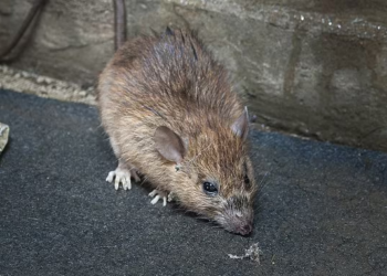 Common Mouse Problems in London Homes