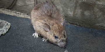 Common Mouse Problems in London Homes