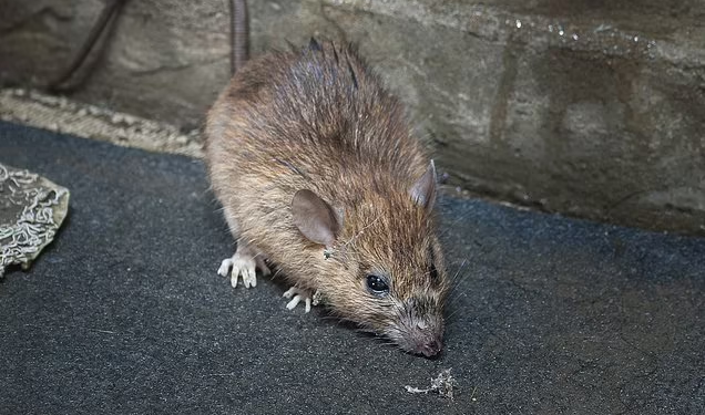 Common Mouse Problems in London Homes