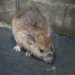 Common Mouse Problems in London Homes