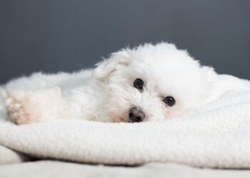 Where Size Meets Structure: Selecting a Trusted Source for Your Next Companion