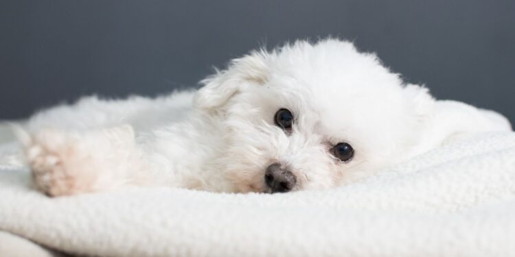 Where Size Meets Structure: Selecting a Trusted Source for Your Next Companion