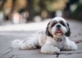 Tailored Pet Care: A Holistic Approach to Your Pet’s Needs