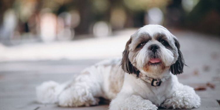 Tailored Pet Care: A Holistic Approach to Your Pet’s Needs