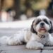 Tailored Pet Care: A Holistic Approach to Your Pet’s Needs