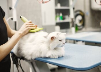Grooming on the Go: Opportunities in Mobile Pet Services