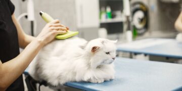 Grooming on the Go: Opportunities in Mobile Pet Services