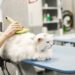 Grooming on the Go: Opportunities in Mobile Pet Services