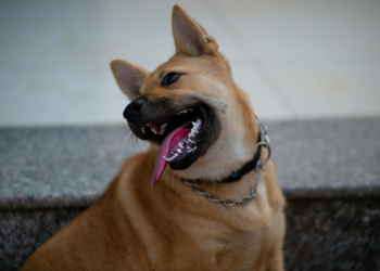 6 Reasons Coat Maintenance Helps Pet Health