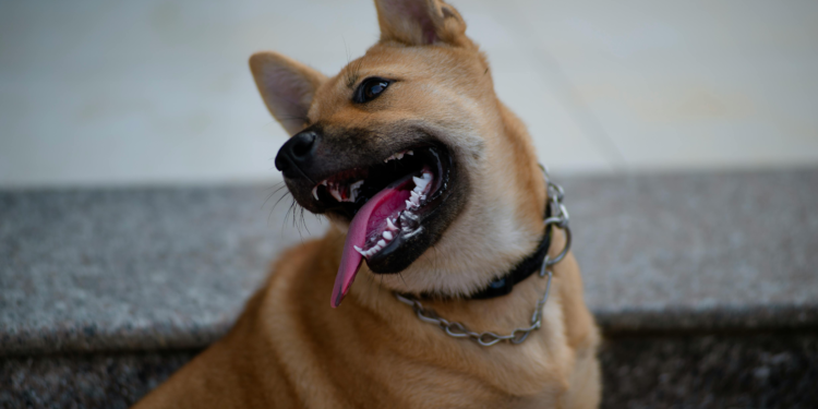 6 Reasons Coat Maintenance Helps Pet Health