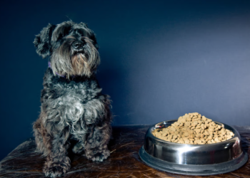 Tailored Pet Care: A Holistic Approach to Your Pet’s Needs