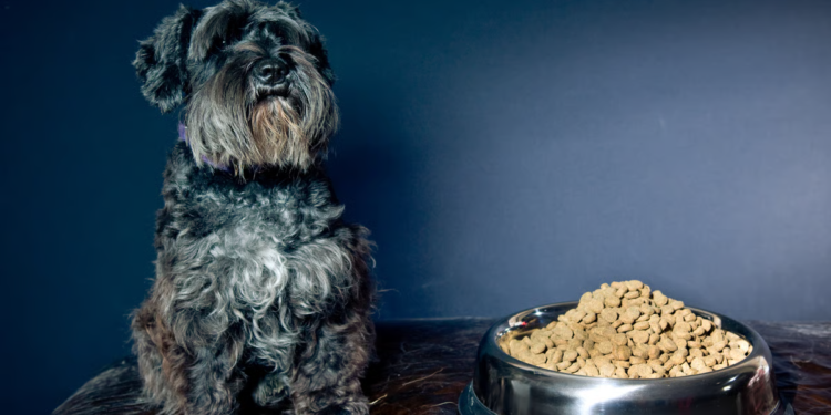 Tailored Pet Care: A Holistic Approach to Your Pet’s Needs