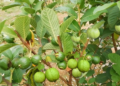 How to Prune Fruit Trees for Maximum Yield