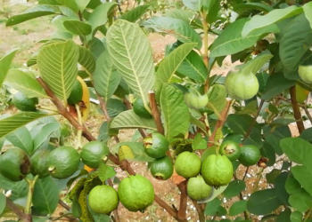 How to Prune Fruit Trees for Maximum Yield