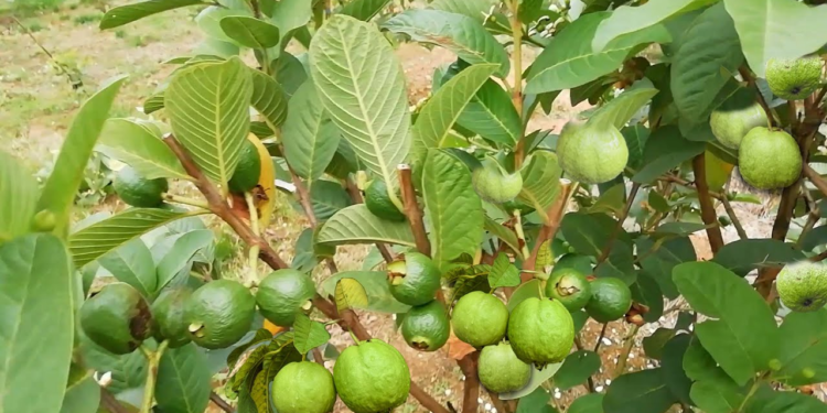How to Prune Fruit Trees for Maximum Yield