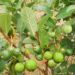 How to Prune Fruit Trees for Maximum Yield