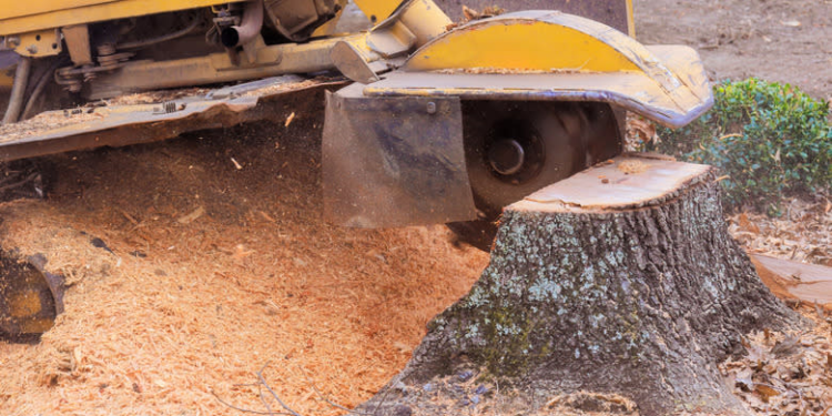 Unlock Your Yard's Full Potential With Professional Stump Removal