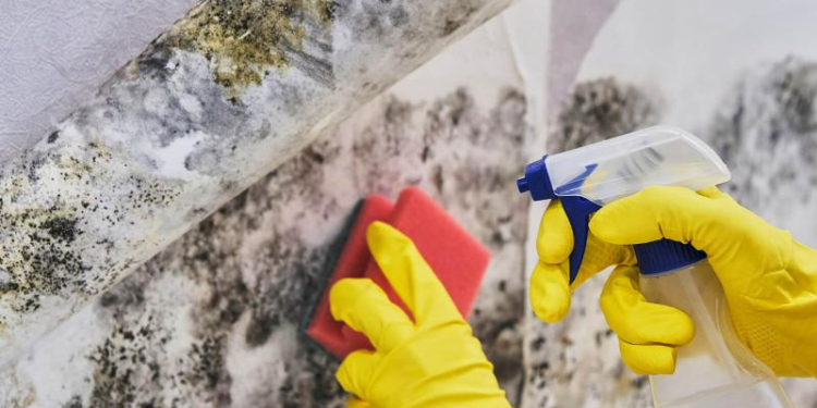 Silent Invader: A Complete and Practical Guide to Mold Removal and Long-Term Prevention