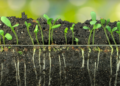 4 Germination Tips That Dramatically Improve Your Success Rate From Seed to Sprout