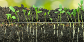 4 Germination Tips That Dramatically Improve Your Success Rate From Seed to Sprout