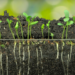 4 Germination Tips That Dramatically Improve Your Success Rate From Seed to Sprout
